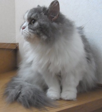 「猫だらけ」
