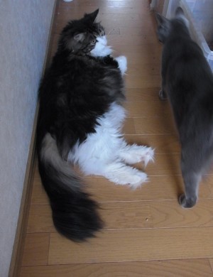 「猫だらけ」