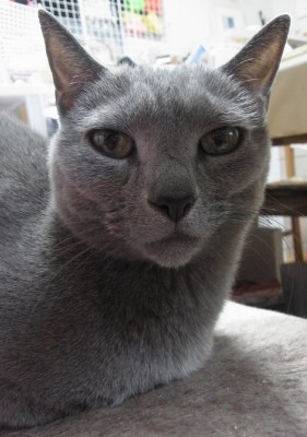 「猫だらけ」