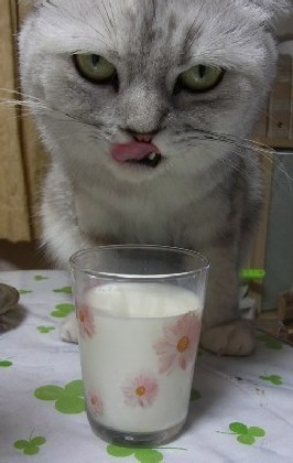 「猫だらけ」