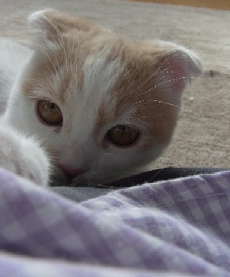 「猫だらけ」