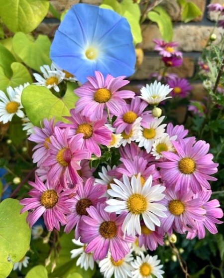 thumbnail_IMG_2817 (1)