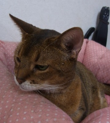 「猫だらけ」