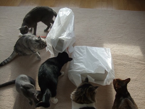 「猫だらけ」6匹