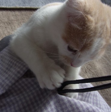 「猫だらけ」