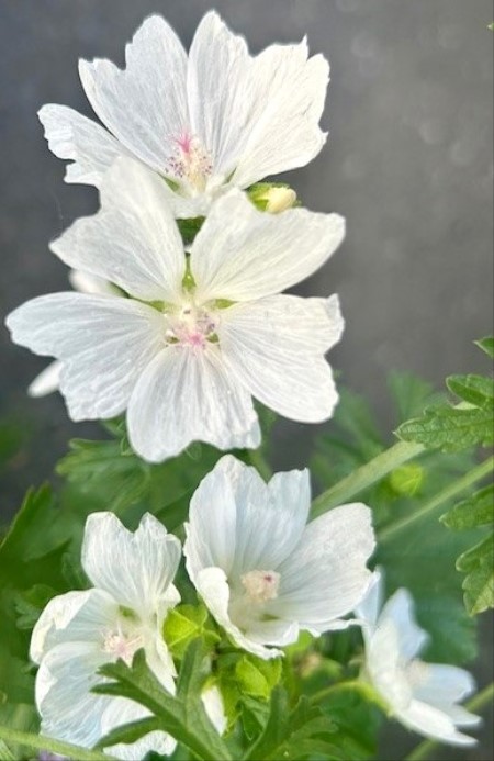 thumbnail_IMG_9083 (1)