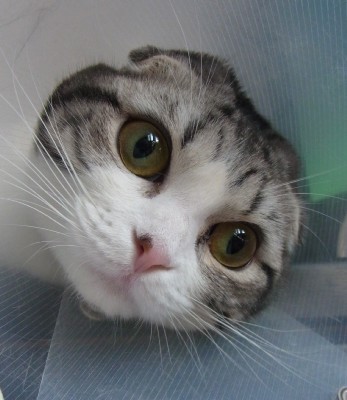 「猫だらけ」