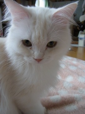 「猫だらけ」