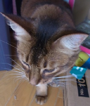 「猫だらけ」