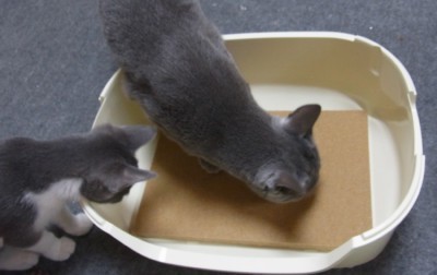 「猫だらけ」