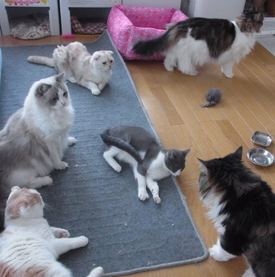 「猫だらけ」