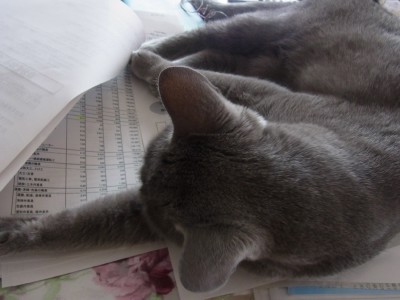 「猫だらけ」