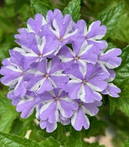 thumbnail_IMG_0301 (1)