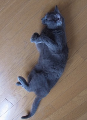 「猫だらけ」