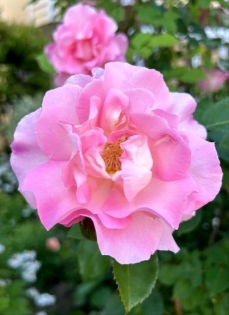 thumbnail_IMG_1805 (1)