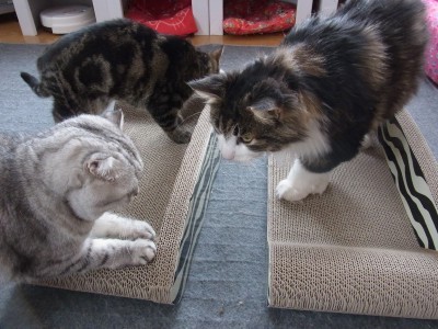 「猫だらけ」
