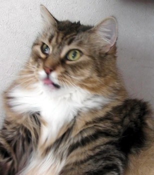 「猫だらけ」