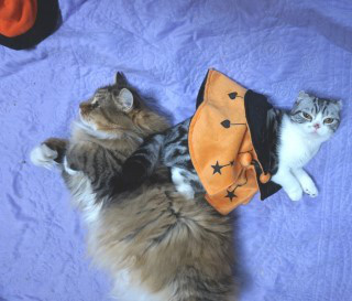 ハロウィンなな