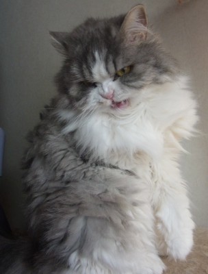 「猫だらけ」
