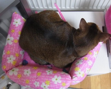 「猫だらけ」