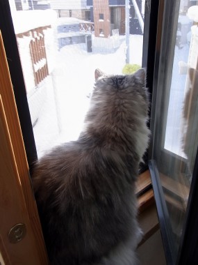 「猫だらけ」