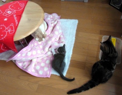 「猫だらけ」