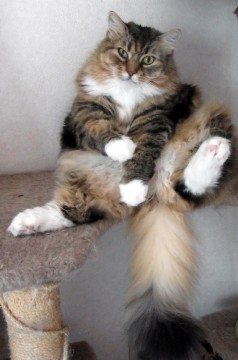 「猫だらけ」