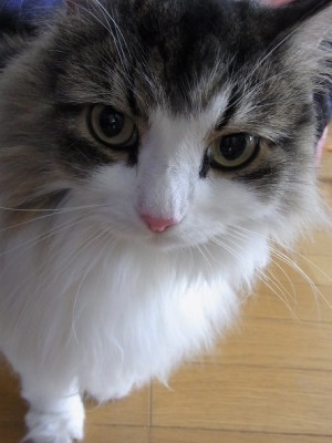 「猫だらけ」