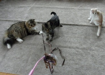 「猫だらけ」