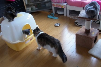 「猫だらけ」