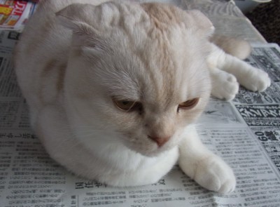 「猫だらけ」