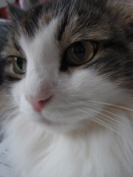 「猫だらけ」
