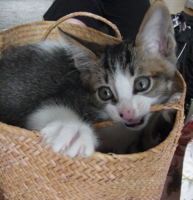 「猫だらけ」