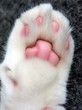 「猫だらけ」