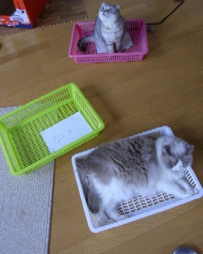 「猫だらけ」