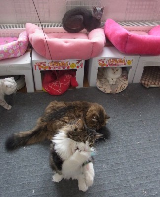 「猫だらけ」