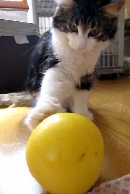 「猫だらけ」