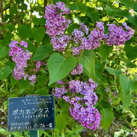 thumbnail_IMG_6813 (1)
