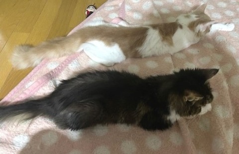 thumbnail_IMG_5134 (1)