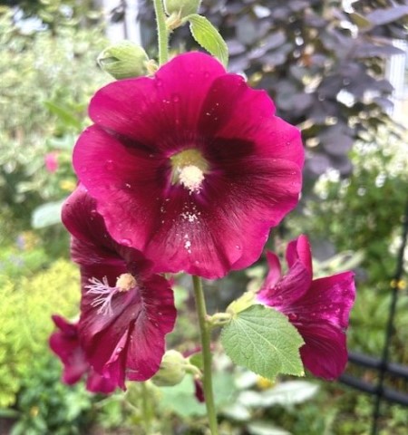 thumbnail_IMG_3272