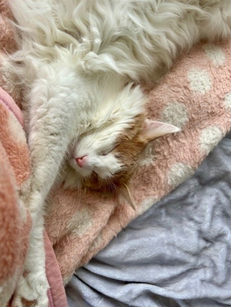 3c853049-c7cd-419d-a35f-f641fce3377a