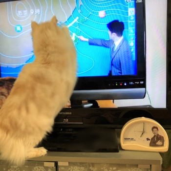 天気予報番組が大好きな猫 猫だらけ Powered By ライブドアブログ 天気予報番組が大好きな猫 猫だらけ Powered By ライブドアブログ