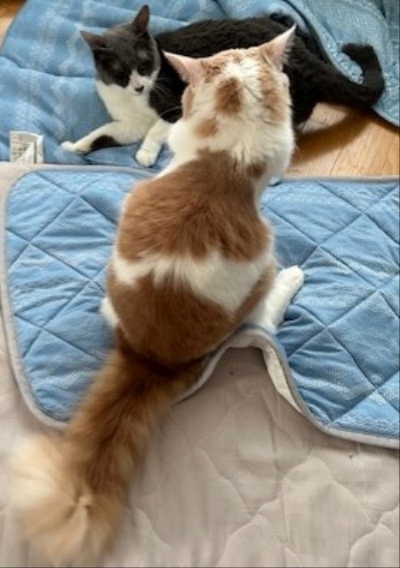 thumbnail_IMG_4087 (1)