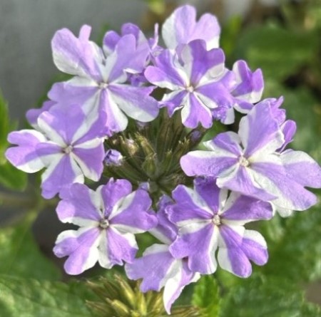 thumbnail_IMG_5223