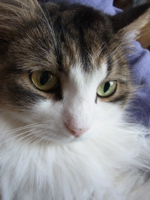 「猫だらけ」