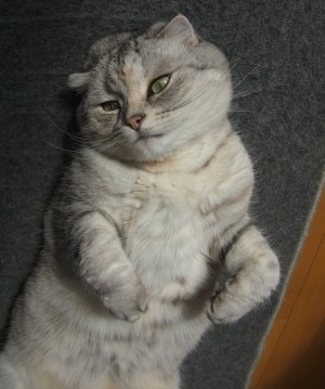 「猫だらけ」