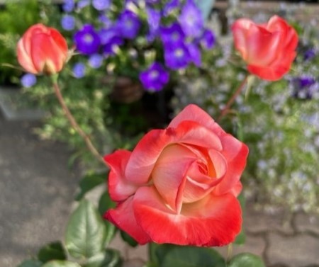 thumbnail_IMG_4466_1