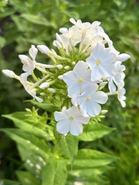 thumbnail_IMG_5588