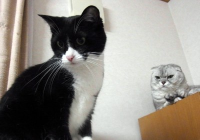 「猫だらけ」
