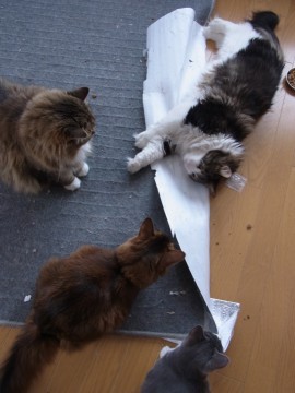 「猫だらけ」